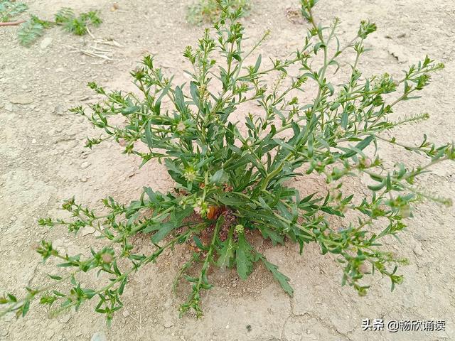 这么多野菜你认识几种，比韭菜还鲜嫩
