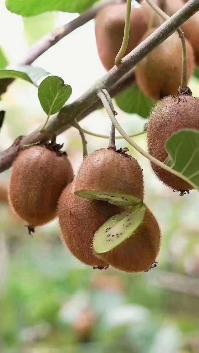 猕猴桃有哪些营养成分和功效，猕猴桃的功效和营养价值分享