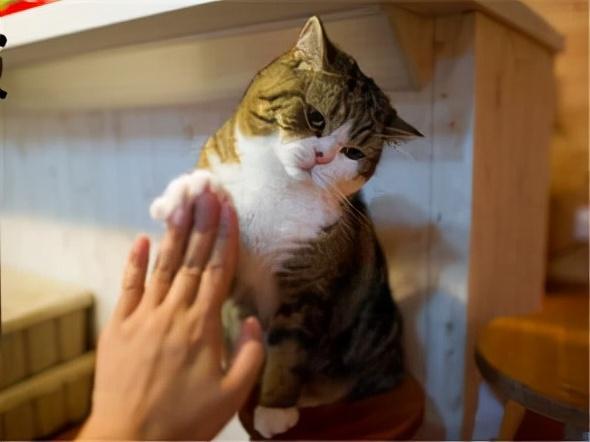 猫的记忆有多久，猫咪对主人的记忆可以持续多久（猫咪会不认识自己吗）