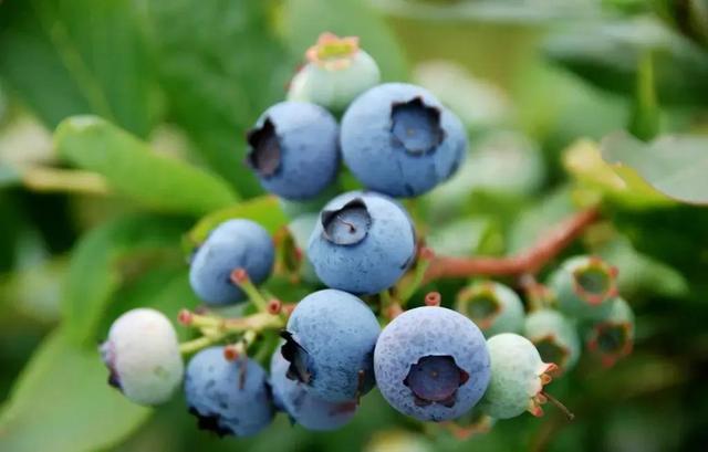 蓝莓哪里产的最好，蓝莓产地排行榜（山东宝山——中国蓝莓第一镇）