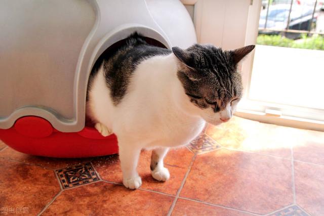 猫咪乱拉屎的原因，猫咪为什么突然到处大小便（常见的5种引起猫咪腹泻的病因）