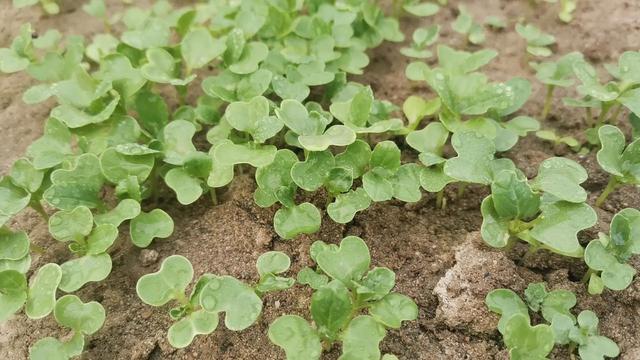 白菜种植技术和注意事项，白菜种植要点分析