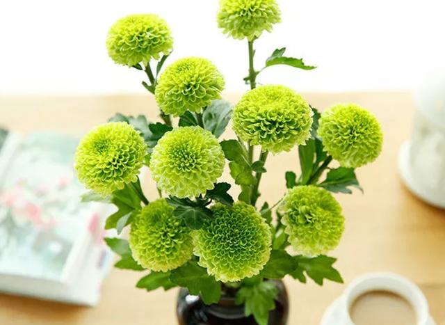 乒乓菊开完花后怎么养护，养菊花先试试乒乓菊