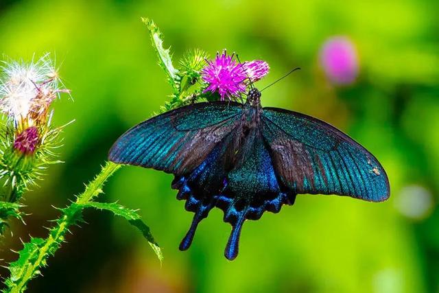 世界八大名贵蝴蝶，世界十大名贵蝴蝶