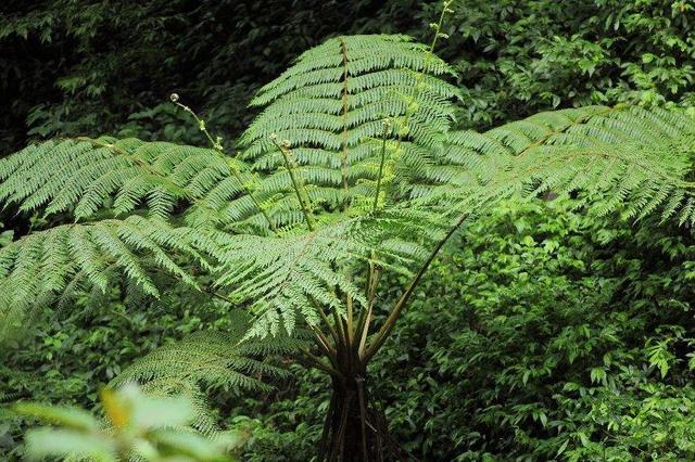 国家二级保护树种，有哪些是国家保护二级植物（这些植物是受国家保护的）