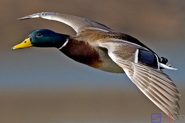 飞行速度最快的鸟，盘点10种飞行速度最快的鸟类（速度堪比人类博尔特）