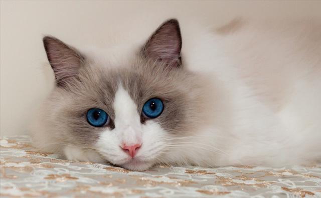 布偶猫有不同的品种，布偶猫的种类和颜色
