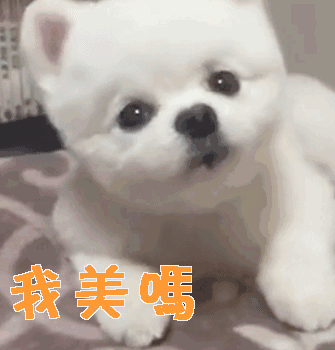 怎样分辨博美犬的性格，小博美的这几个性格特点