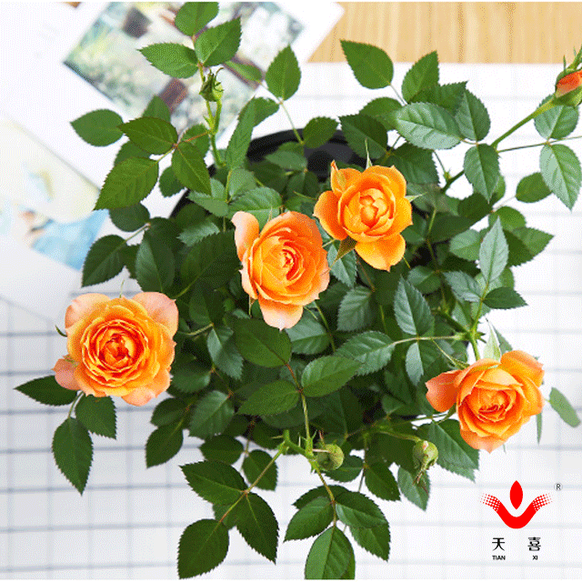 七夕33朵玫瑰花语，<浪漫的数字背后隐藏的秘密>