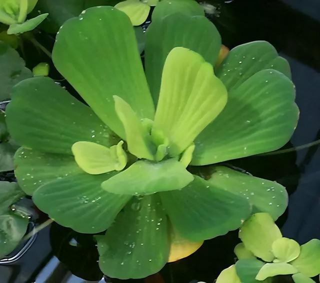 花卉图片及名称大全，常见绿植花卉及名称大全（100种常见花图鉴）