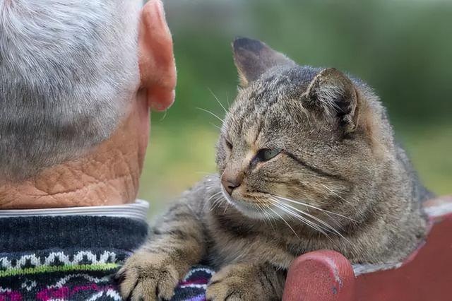 养猫有哪些好处这8点都被科学证实，原来养猫“好处”这么多