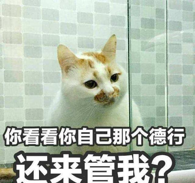 养猫有哪些好处这8点都被科学证实，原来养猫“好处”这么多