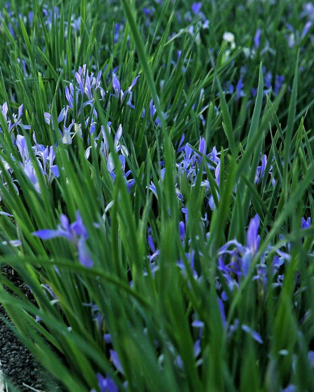 紫红色景观花卉，花卉紫色花卉