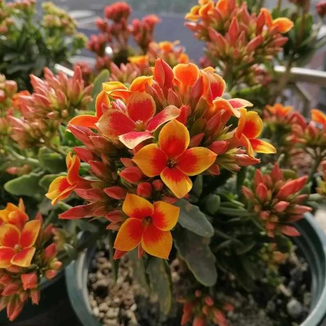 营养土怎么养才会爆盆，换下的旧土别扔