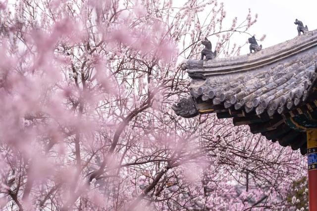 一年一度的桃花节开幕了，情系桃源美丽汉旺——绵竹市汉旺镇第二届桃花节开幕