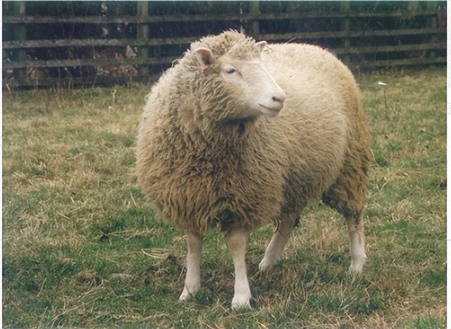 仿生动物科普，人类走进造物主时代