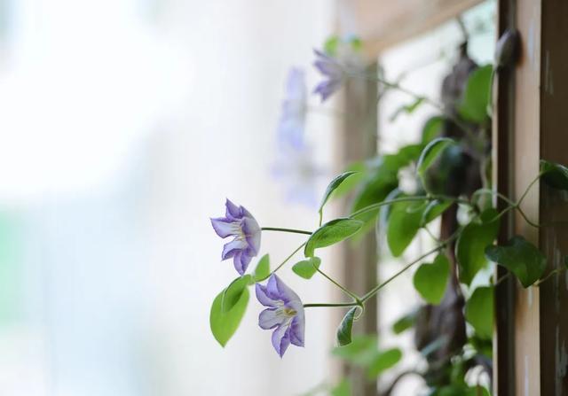 法式花园如何欣赏，海妈花园访问阳台花园满分案例