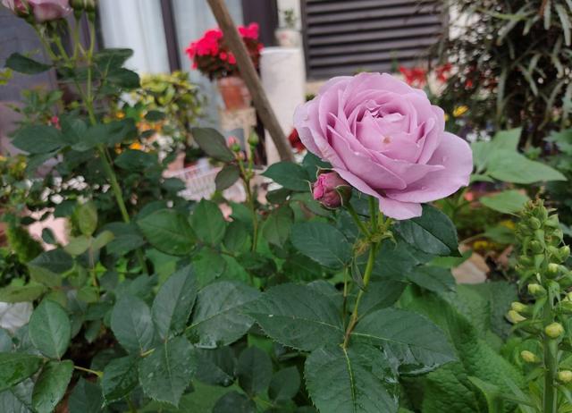 半封闭阳台如何养花，封闭小阳台养花也很棒