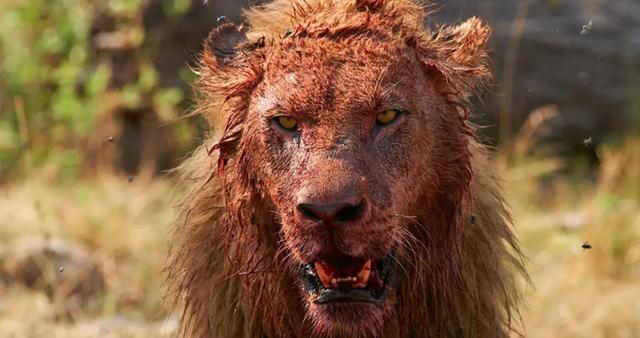 鬼獒对战藏獒，鬣狗与藏獒打一架