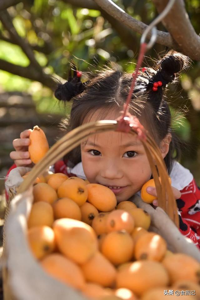 同样是大五星枇杷，四川米易枇杷几月成熟