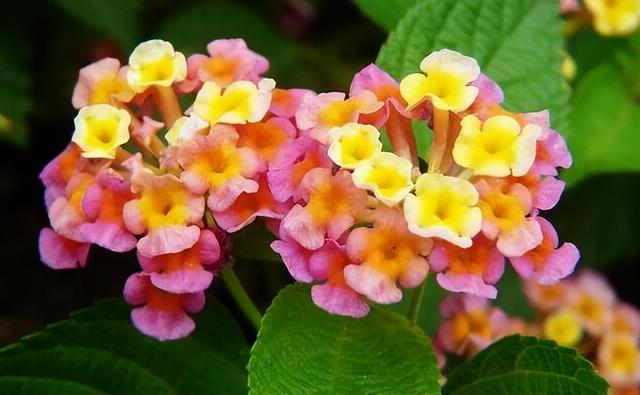 花卉图片及名称大全，常见绿植花卉及名称大全（100种常见花图鉴）