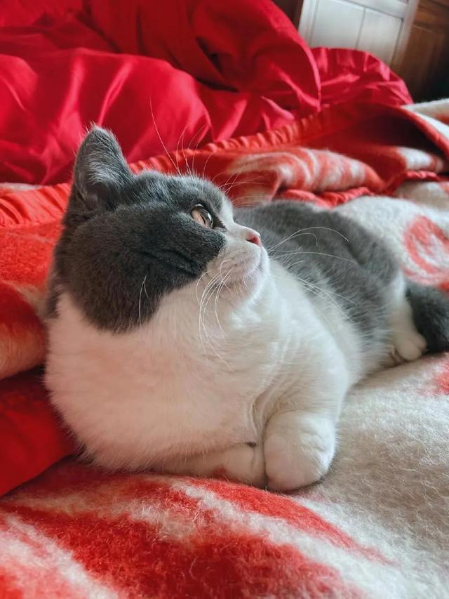  新手养猫17个基本步骤， 新手养猫17个步骤