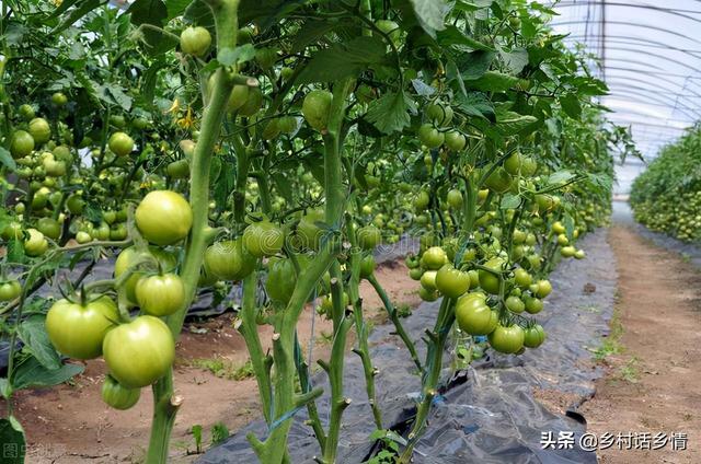 农作物种植技术，关于农业种植技术方面的知识