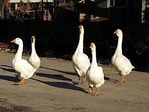 亲子互动小游戏纸上游戏，《150款好玩的亲子互动训练小游戏》
