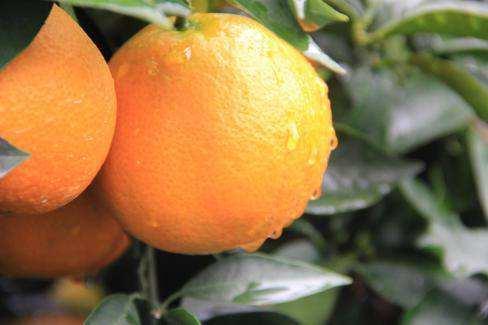 橘子的品种有哪些，柑橘品种有哪些