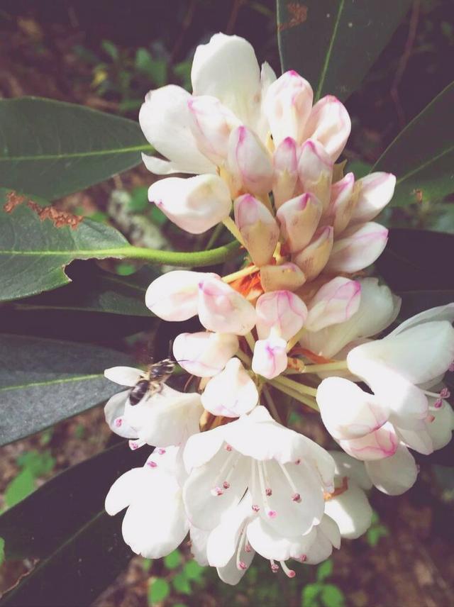 花开有期只为在最美时光里遇见你，一花一深情花如人生