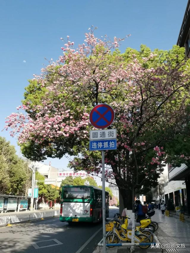 樱花昆明圆通山，在圆通街绕一圈