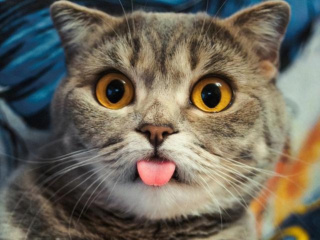 猫咪开心的表现，猫咪最机灵的6个表现