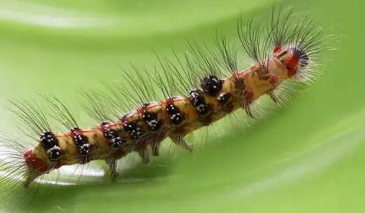 夏天时节农村的，被毛毛虫蛰了严重反应是什么