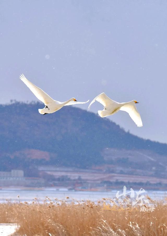 威海在哪个省哪个城市，威海属于哪个省份哪个市（中国这座海滨小城）
