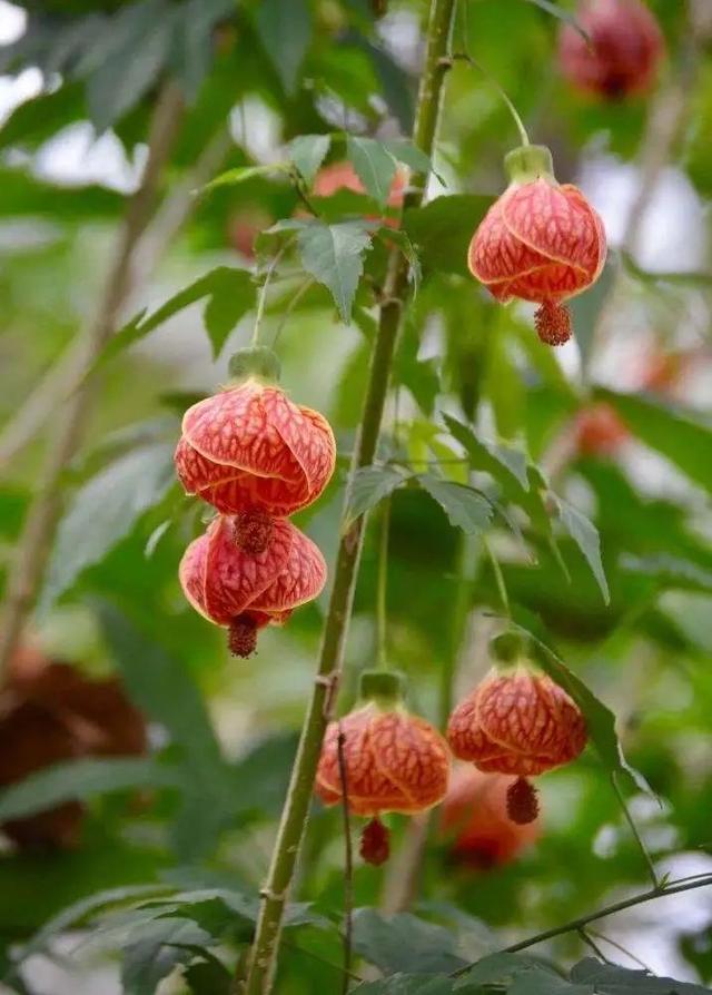什么花好看又好养，开花好看又好养的花卉（种一盆好看又好养）