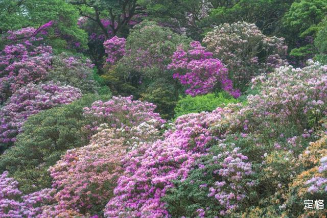 附近看花的地方，深圳最适合去赏花的地方（2023西安及周边赏樱花的地点大全）