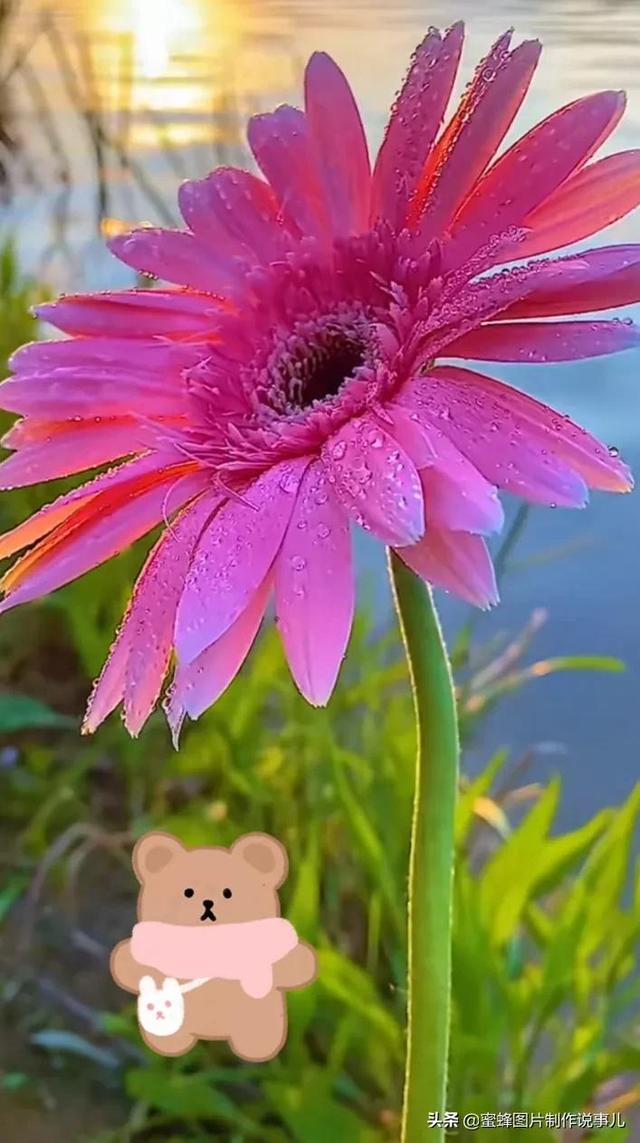 精美高清鲜花壁纸，漂亮鲜花送给您