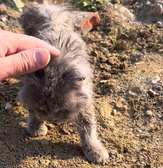 最好看的三种长毛猫，“靠颜值打天下”的几种猫咪