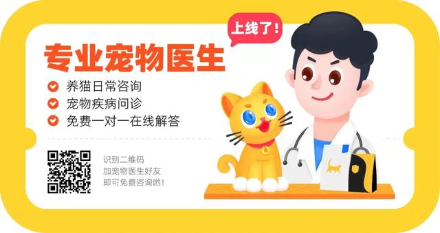 小猫咪经常呕吐怎么回事，小猫咪呕吐了背后真相曝光