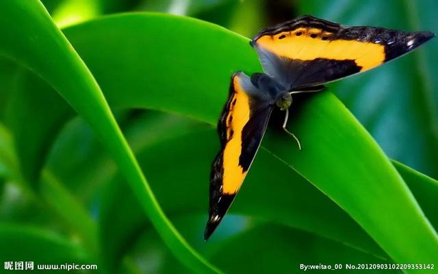 世界八大名贵蝴蝶，世界十大名贵蝴蝶