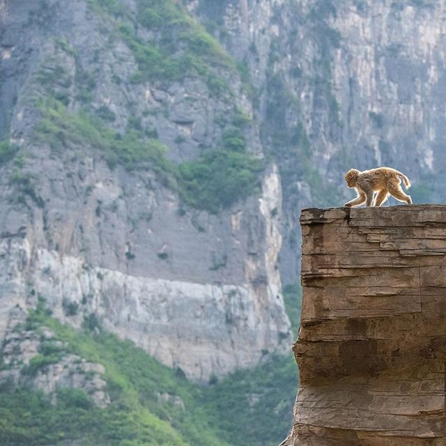 猴王争夺有多残酷，猴王争夺有多残忍