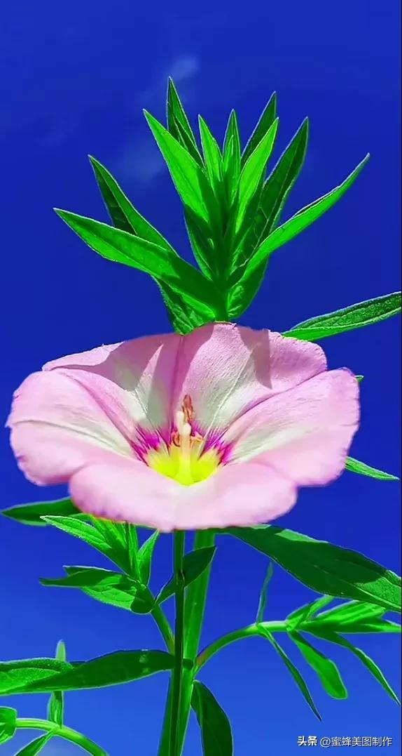 精美桌面壁纸蓝天白云天空美景，蓝天白云的壁纸，晴朗一夏