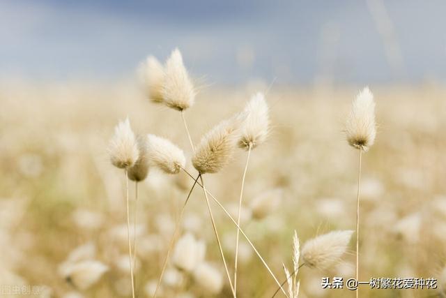 适合庭院养的草花，25种观赏草观叶赏花