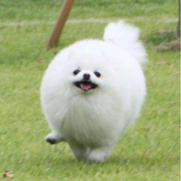 怎样分辨博美犬的性格，小博美的这几个性格特点