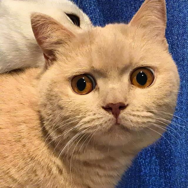 英短猫的优点和缺点，2023上半年“最受欢迎”的8种猫