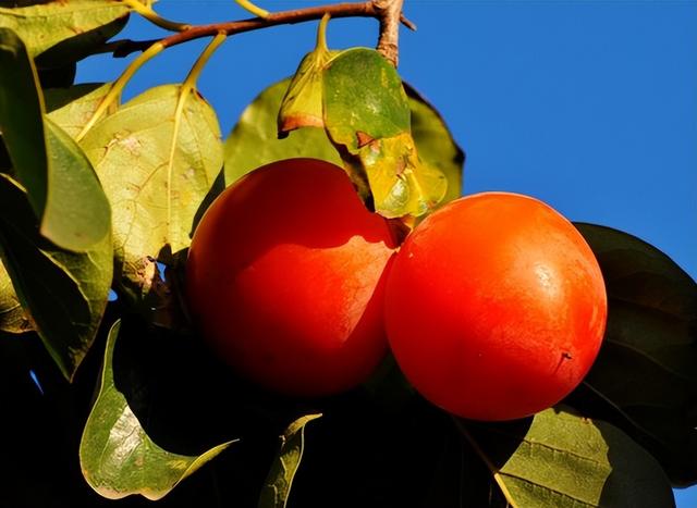 云南产什么水果，云南水果种类及名称