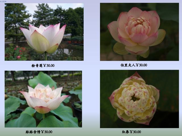 名贵荷花十大品种，最大的荷花品种排行榜