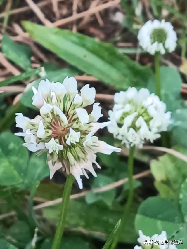 三叶草的叶子是什么形状的，每片叶子都有个胜利的标志