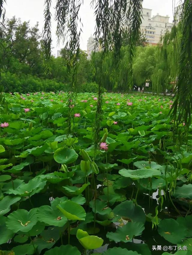 荷花诗词诗句，咏荷花诗词十四首