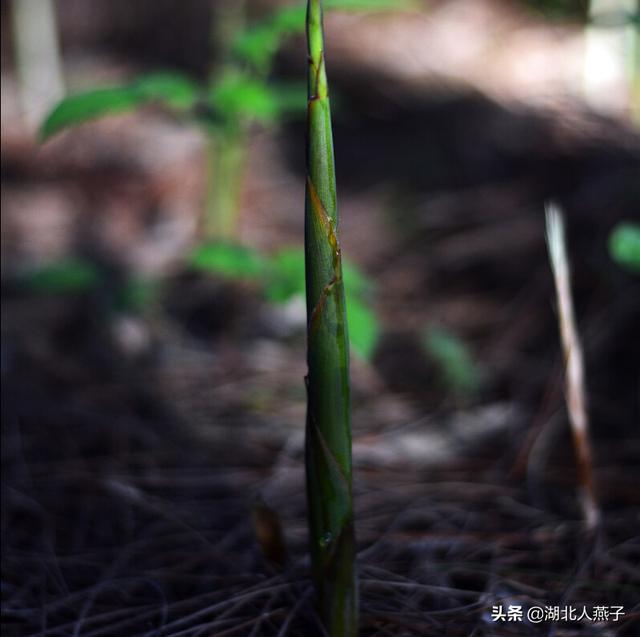 野菜的种类和图片大全，四季野菜图文大全（最美味的15种野菜）